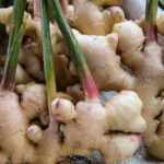 Fresh Ginger Root for sale in an Indian Market